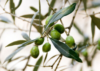 Dall’oliva all’olio