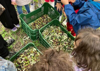 Dall’oliva all’olio