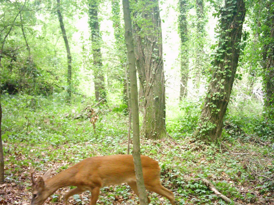 Gli occhi nascosti della selva